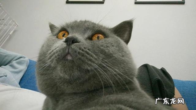 怎么看银渐层公猫多大了?