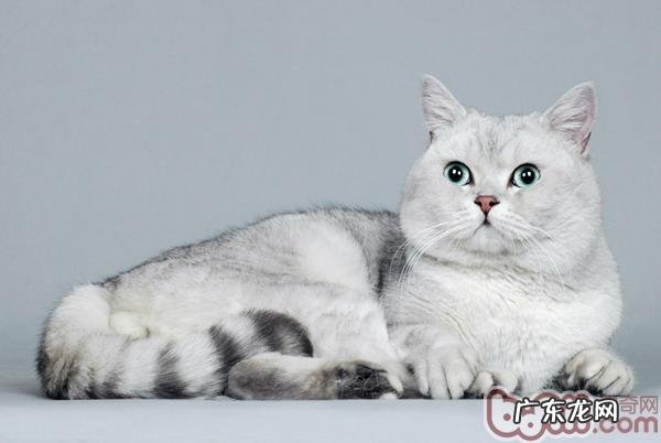 怎么培育和训练猫咪的生机