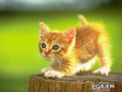 把握正确办法训练好你的猫咪