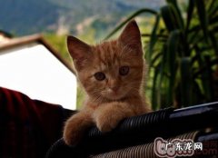 培育猫咪好性情的四个好方法