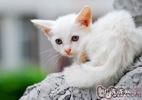 猫咪日子中的基础训练