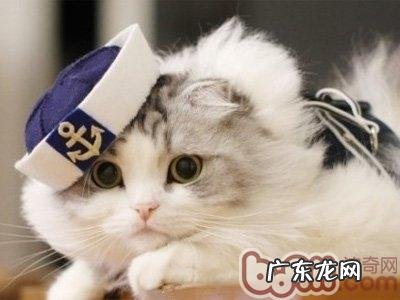 假日带猫咪出行的注意事项