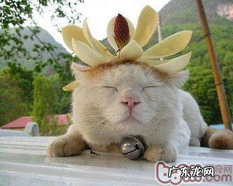 猫咪独爱的玩具