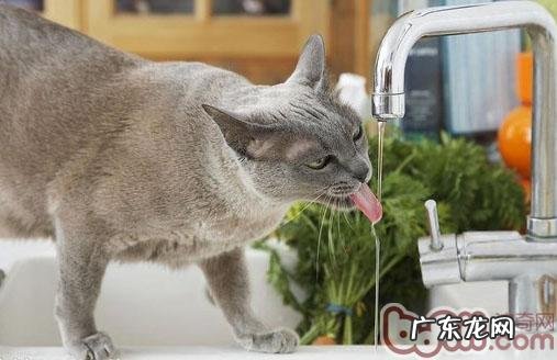 怎么改动猫咪喝脏水的习气