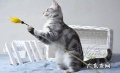 逗猫棒的制作方法和过程