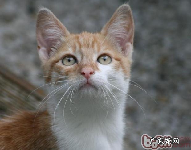 猫咪户外运动之游水练习