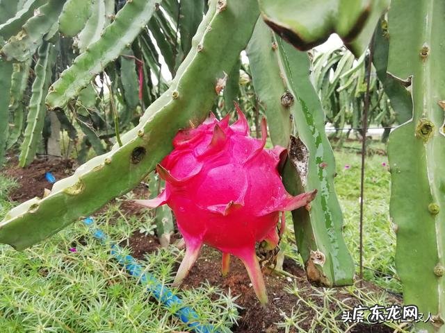 哪些果蔬汁的组合口感很棒?