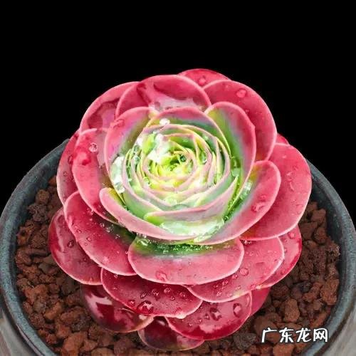 水果皮发酵可以浇多肉吗？