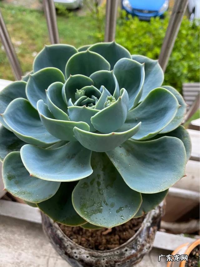 水果皮发酵可以浇多肉吗？