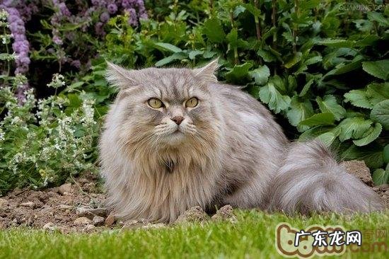 怎么让猫咪不吃植物