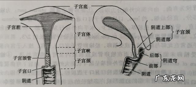 子宫肌瘤患者需要注意哪些忌口?