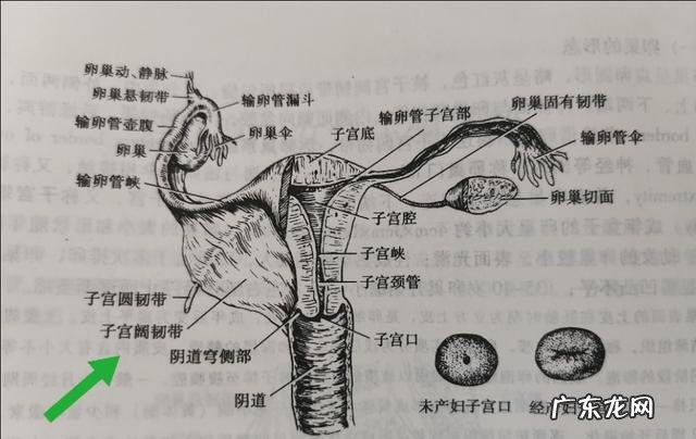 子宫肌瘤患者需要注意哪些忌口?