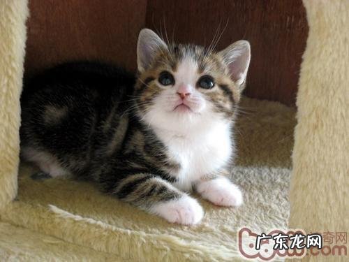 怎么练习猫咪听懂“过来”指令