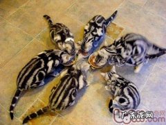 宠物猫耍小脾气该怎样应对