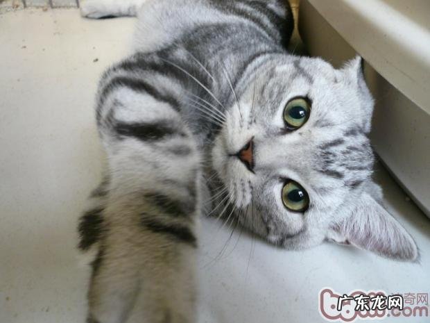 为什么练习猫猫会困难重重