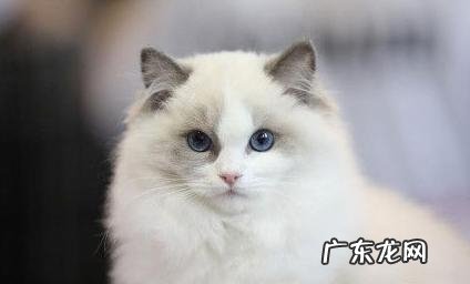 家里的母猫乱撒尿该怎么办