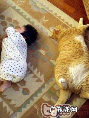 怎么培育猫咪的作息时间?