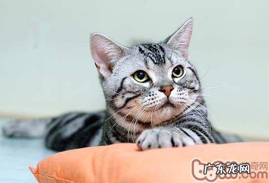 怎么阻止宠物猫上饭桌?