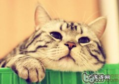 怎样练习一只淡定的猫？