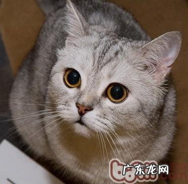想要练习猫就要先了解猫
