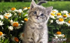 怎么纠正猫咪损坏植物