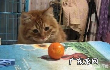 什么是纤体瑜伽？纤体瑜伽有哪些体式？