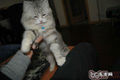 4步教你轻松打造握手猫