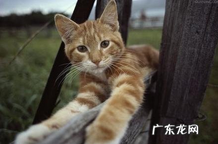 猫咪喜爱咬人抓人该怎么办