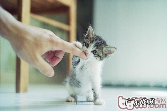 胆怯猫咪认生的训练方法