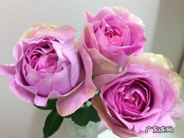 微月芳香品种排名 月季品种排行榜图片大全