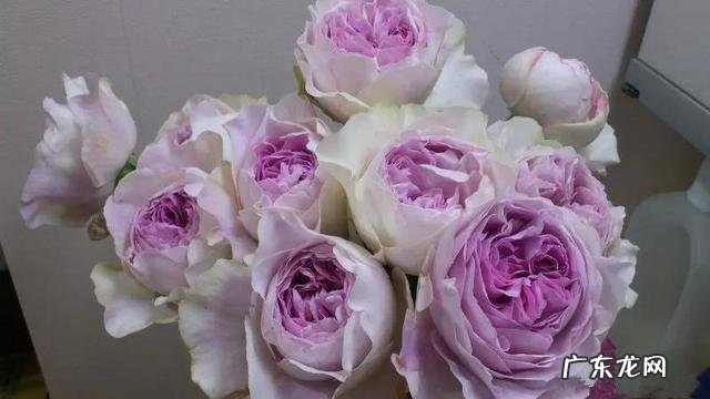 微月芳香品种排名 月季品种排行榜图片大全