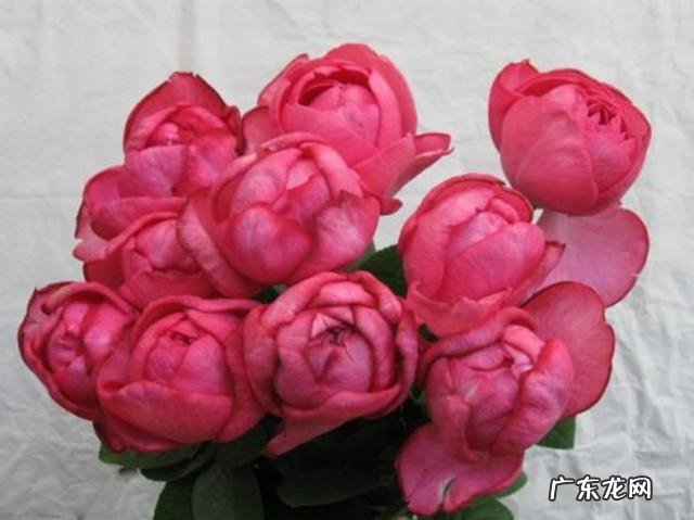 微月芳香品种排名 月季品种排行榜图片大全