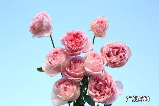 微月芳香品种排名 月季品种排行榜图片大全