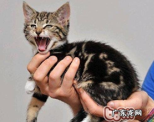 和猫咪一同玩游戏的好处