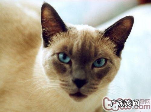 猫咪为什么难以练习