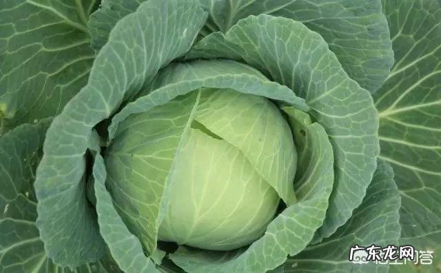 生酮减肥食谱一览表 生酮饮食减肥与化学饮食减肥分别适用于什么类型的人?