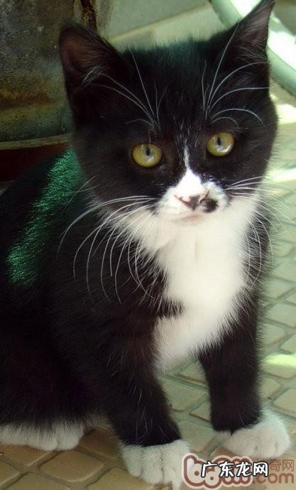 送给不爱喝水猫咪的小好方法