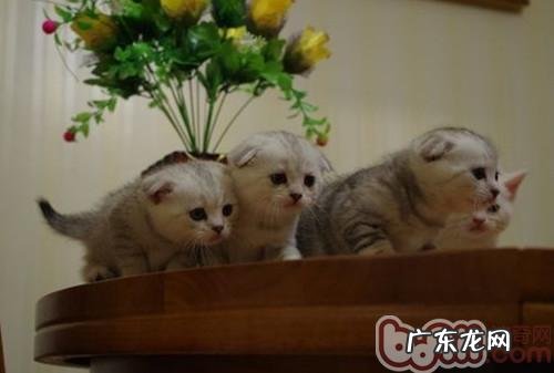 猫咪夜游的习气能纠正吗