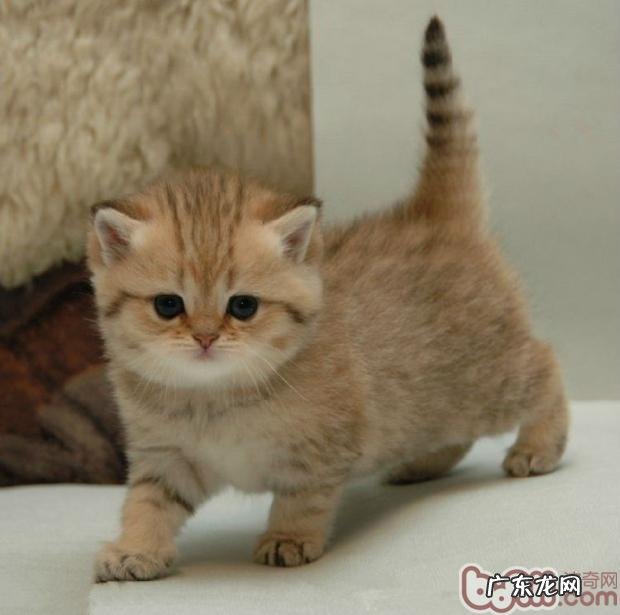 练习猫咪高雅站立的办法