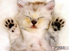 四步轻松教会猫咪用猫砂