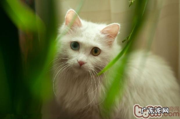 猫咪深夜扰民怎么办