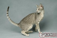 怎样防止猫咪晚上跑出去