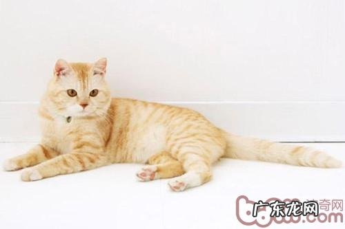 小猫为何不听你的使唤