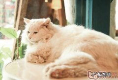 猫咪做错事要怎样教育