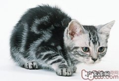 怎样练习猫咪打滚