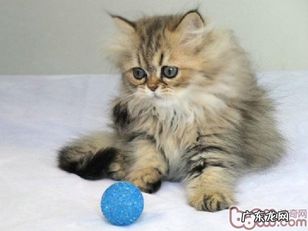 猫咪忽然乱尿怎么办