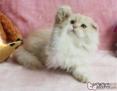 猫咪早上起太早吵主人睡觉怎么办