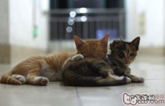 猫咪在床上尿尿怎么办