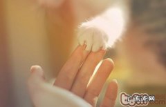 怎样与猫咪互动不会被抓伤