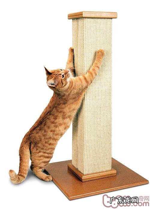 家具保卫战：练习猫咪不乱抓家具